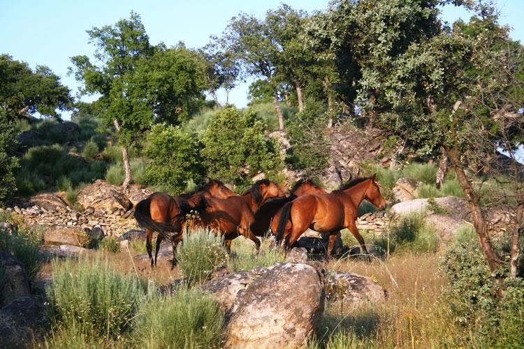 Quinta Lamosa Agroturismo Arcos de Valdevez Buitenkant foto